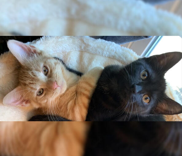 just owner!TodoYuken & cat!FujiTsuka daily stories